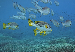 Sipadan_2015_Gaterin a lignes_Plectorhinchus lineatus_IMG_2102_rc